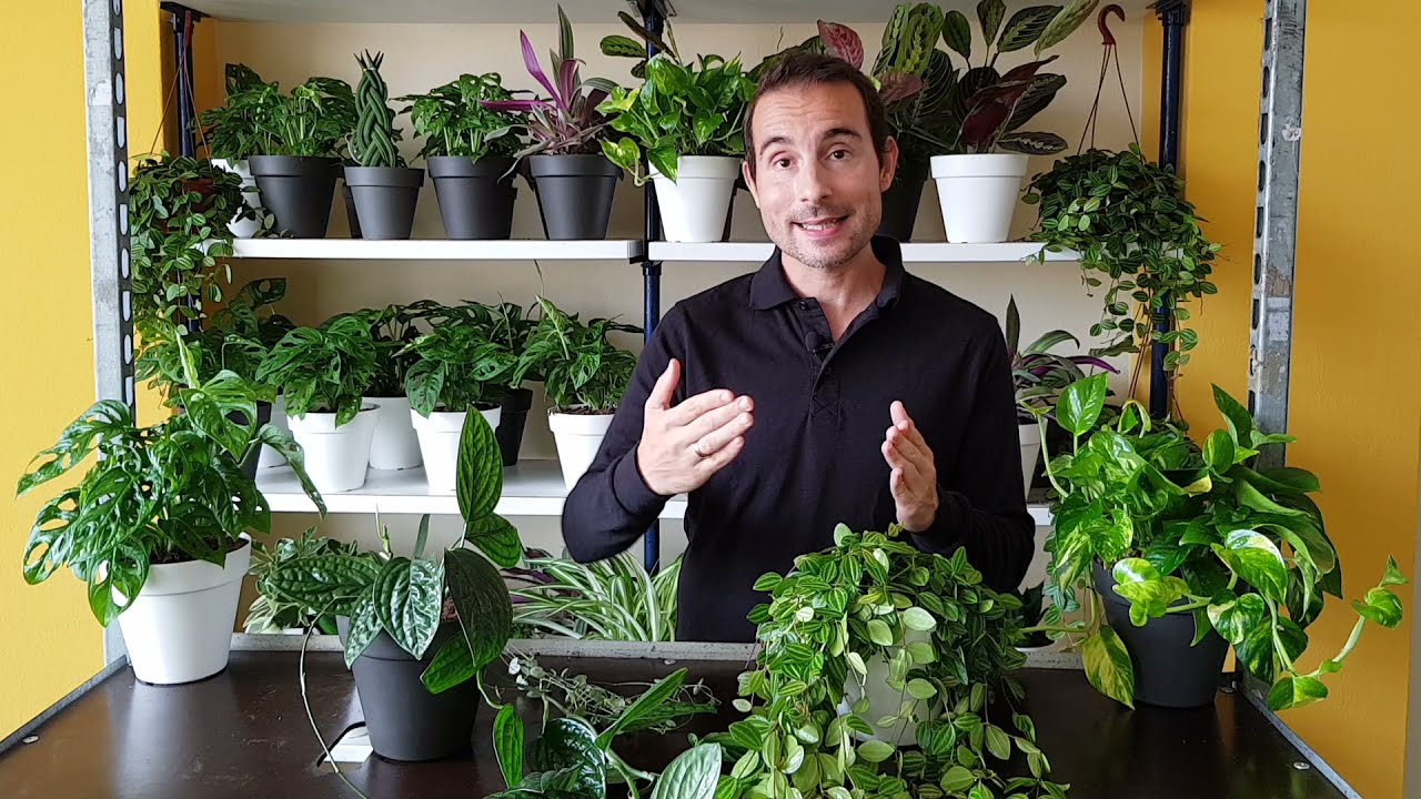 5 PLANTAS COLGANTES TOP de interior y exterior