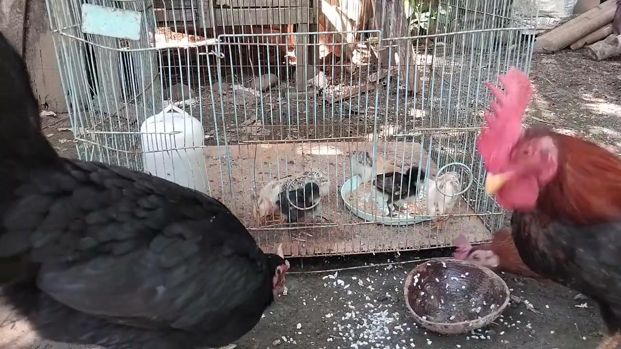 ASMR of a chick and its mother