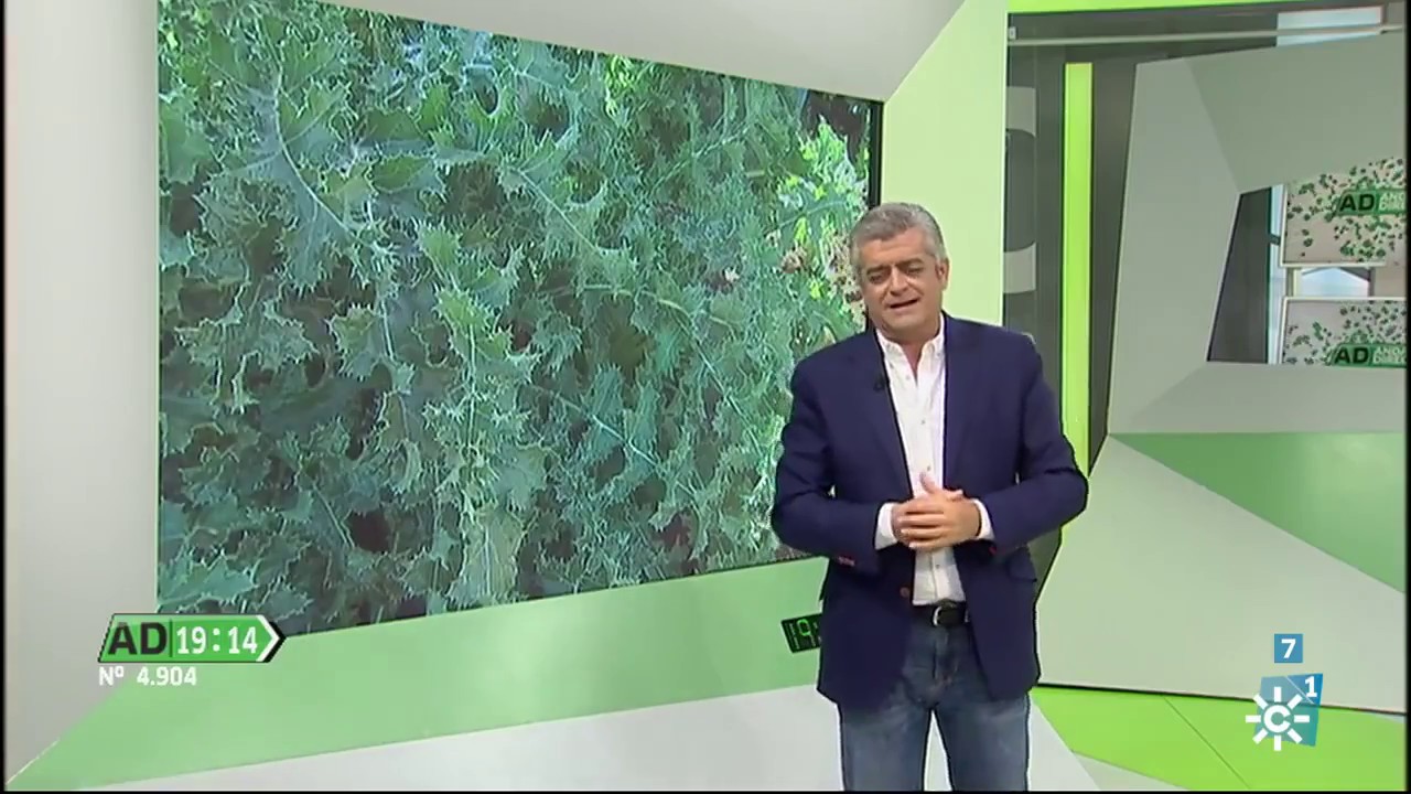 Tagarninas cultivadas en Conil, en Andalucía Directo