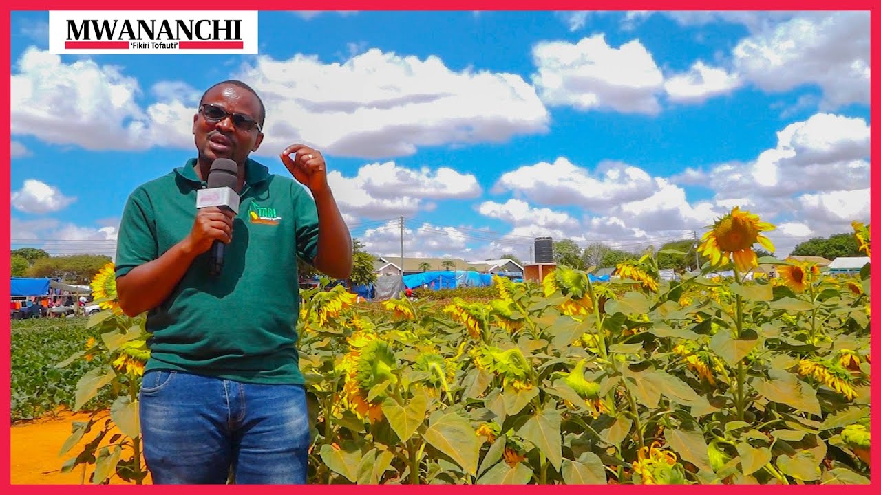 Hii ndio namna bora ya kufanya kilimo cha alizeti "Utavuna tani 1.3 kwa hekta"