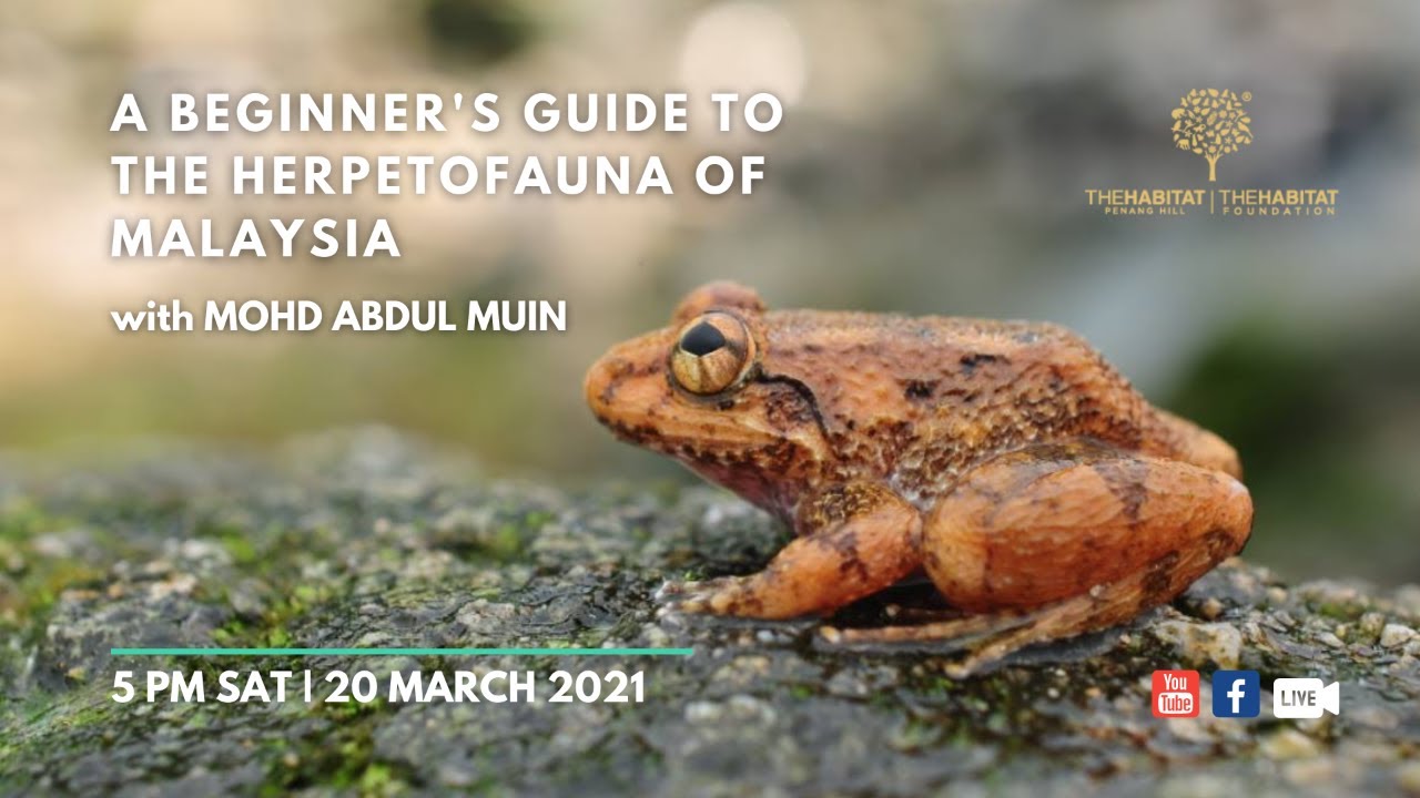 A Beginner's Guide to the Herpetofauna of Malaysia