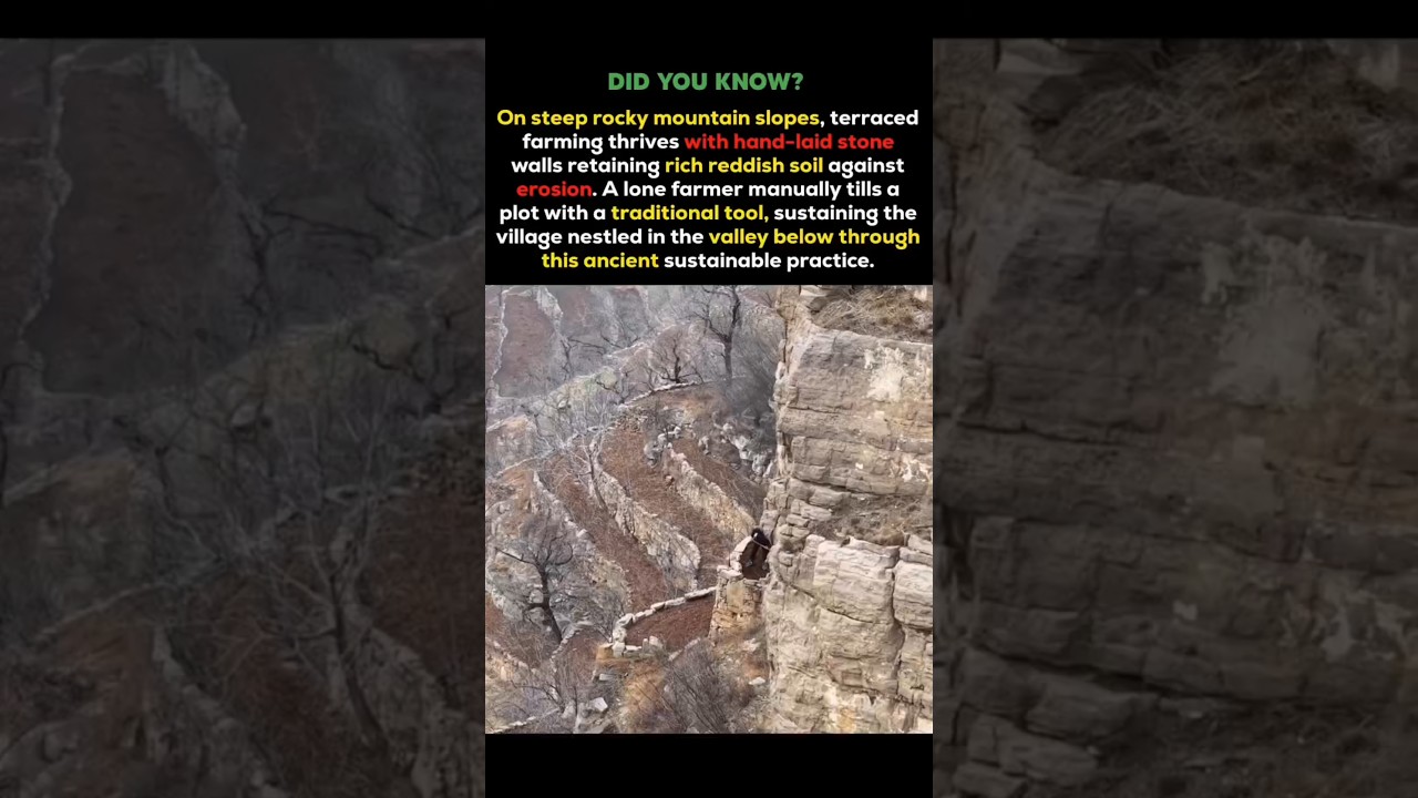 Ancient Mountain Farming That Defies Gravity 🌄  Terraced Fields Built by Hand #shorts