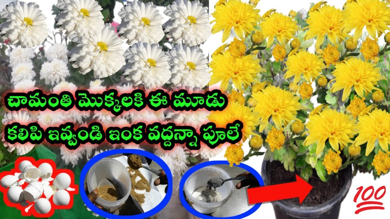 Chrysanthimum plant Care and Fertilizer#Chamanthi mokkala pempakam#చామంతి మొక్కలకి ఈ మూడు ఇవ్వండి#