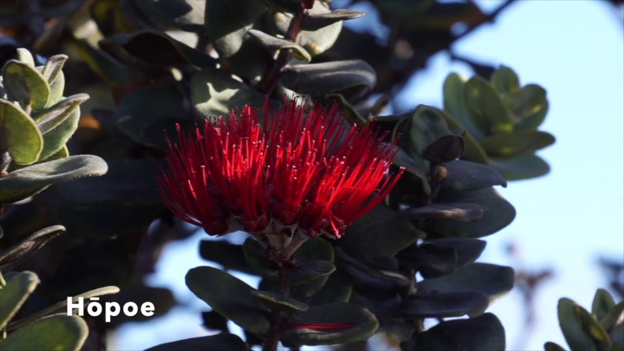 Kilo ʻĀina and Phenology