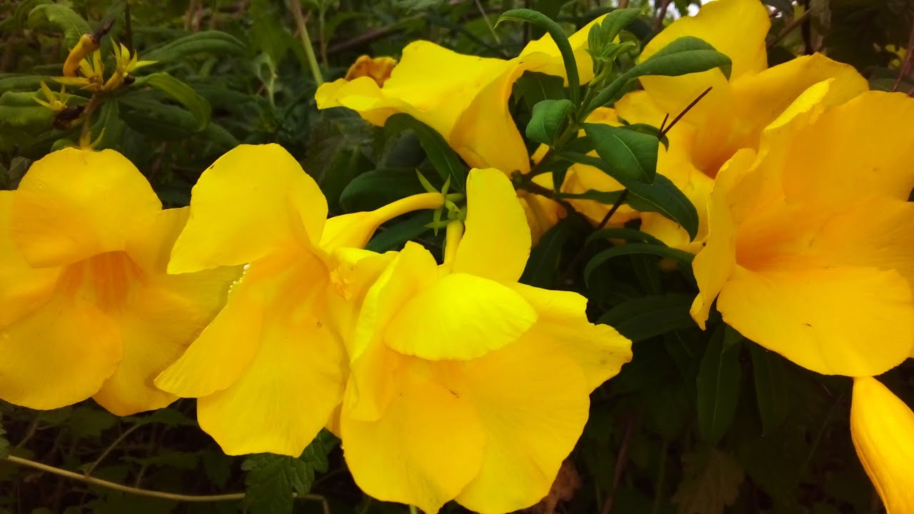 sete pataca ❔ Alamanda do sertão vcs conhece