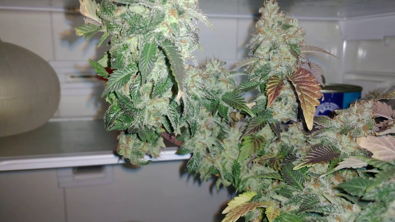 Choco Cream ☃️ Geladeira 58 dias de flora 💎