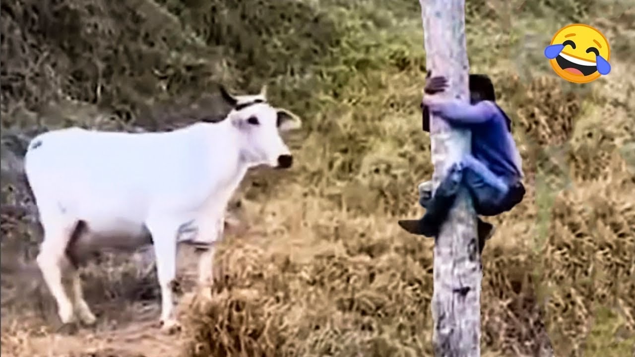 TRY NOT TO LAUGH | Best Funny Videos Compilation | Memes PART 1😂