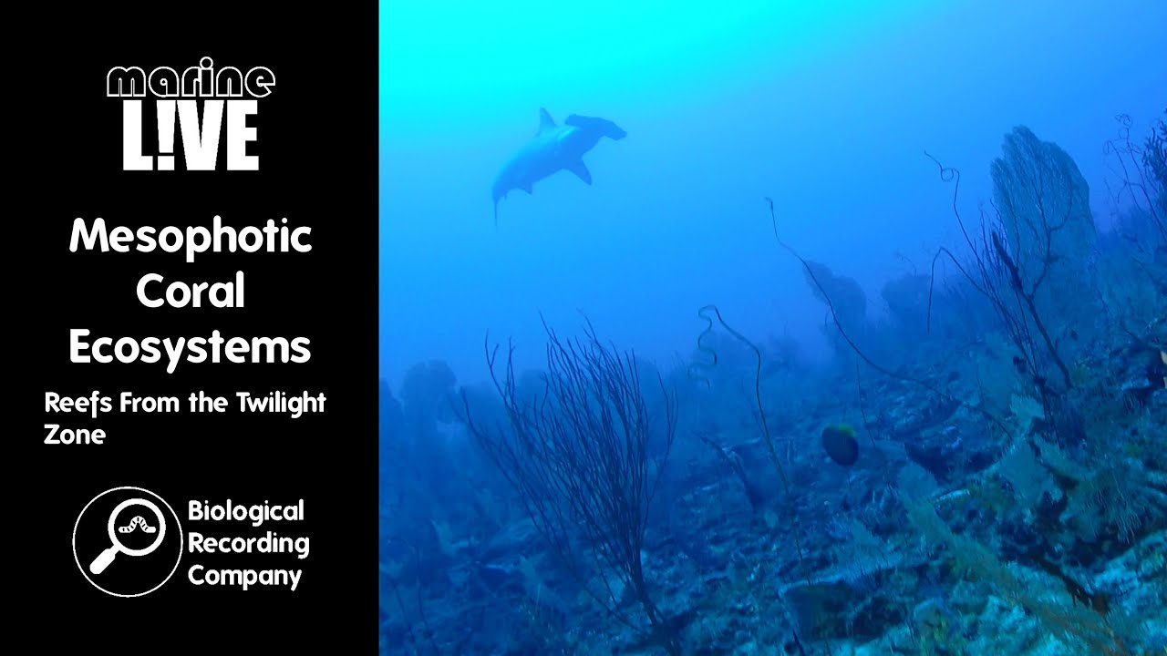 Mesophotic Coral Ecosystems: Reefs From the Twilight Zone