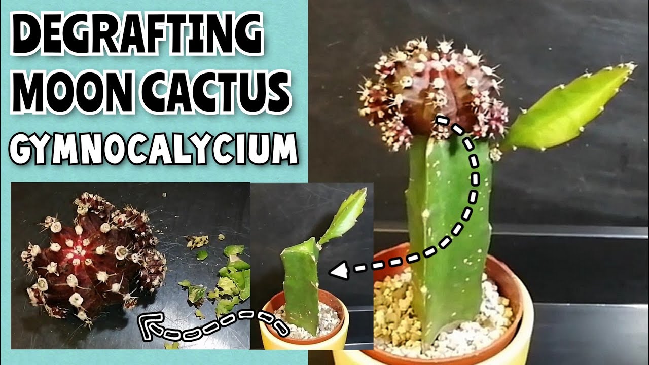 DEGRAFTING Moon Cactus | Degrafting Gymnocalycium mihanovichii | Separating cactus from ROOTSTOCK