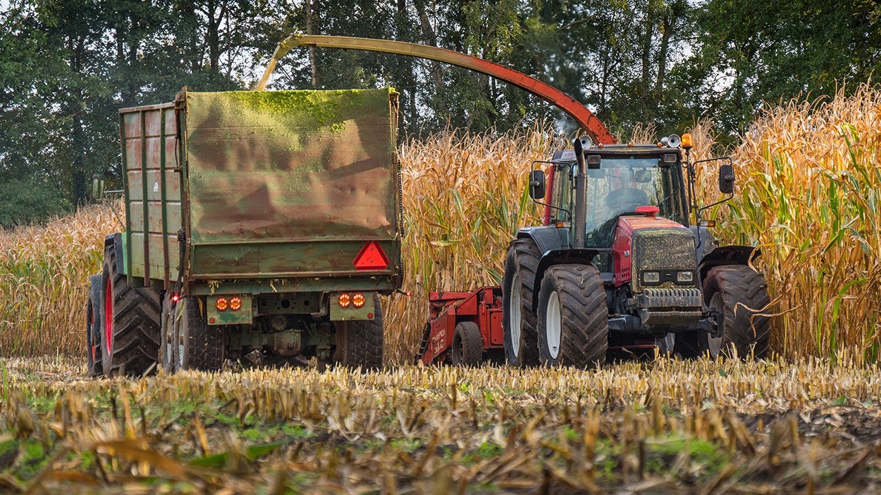 Mais hakselen met Valtra 8150 + Fendt 612 LSA / Maishäckseln / Maize silage / 2021
