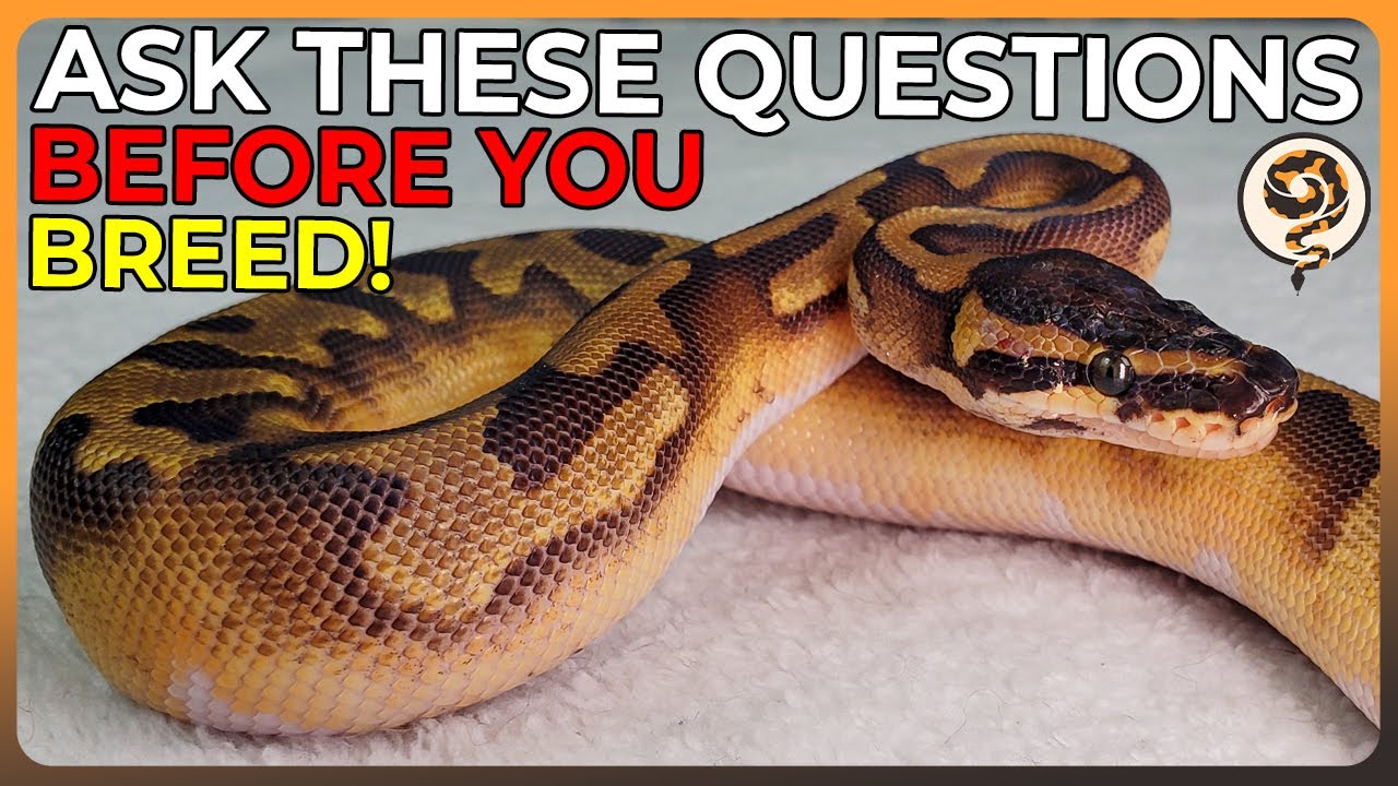You NEED to Answer these Questions BEFORE you start Breeding Ball Pythons!
