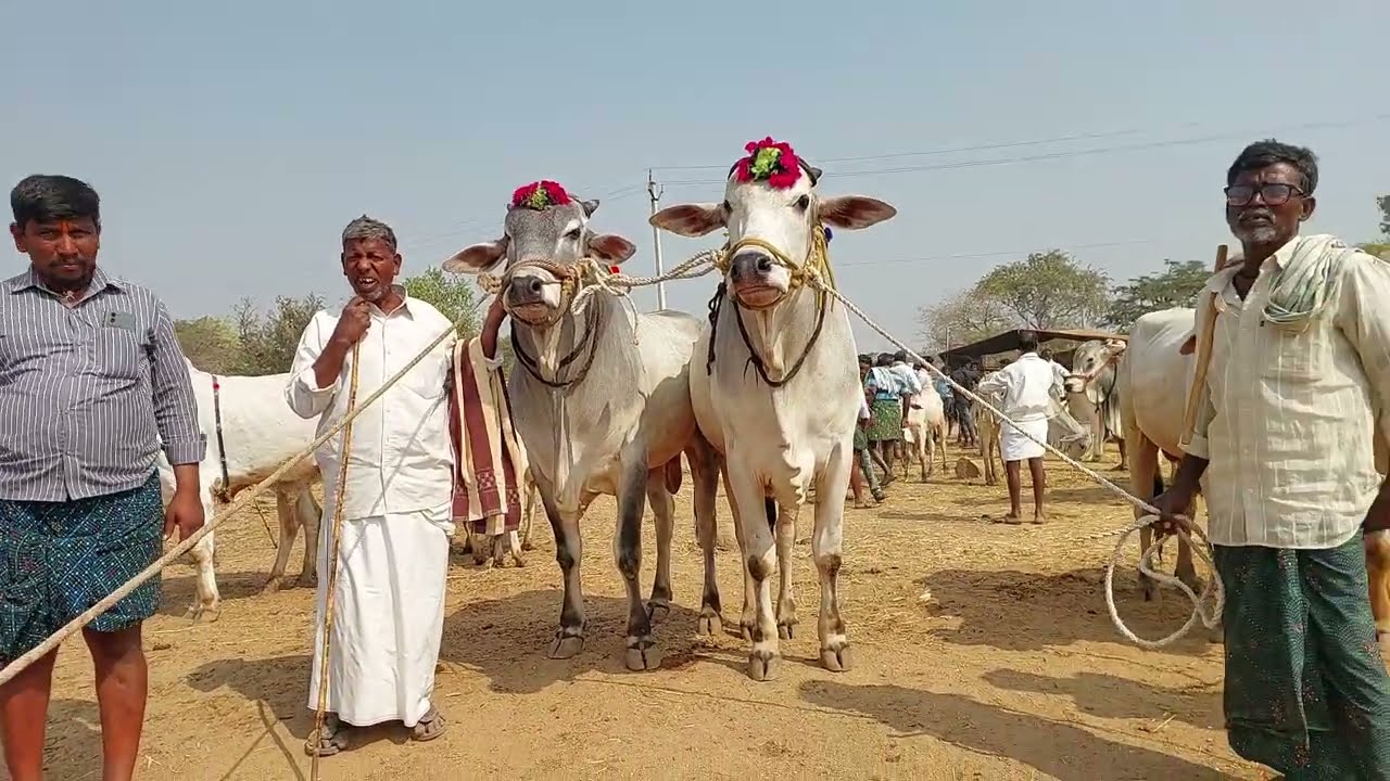 Biggest Ongole Bulls prices in Pebbair bazaar | Ongole cattles videos | Bull market in Telangana 