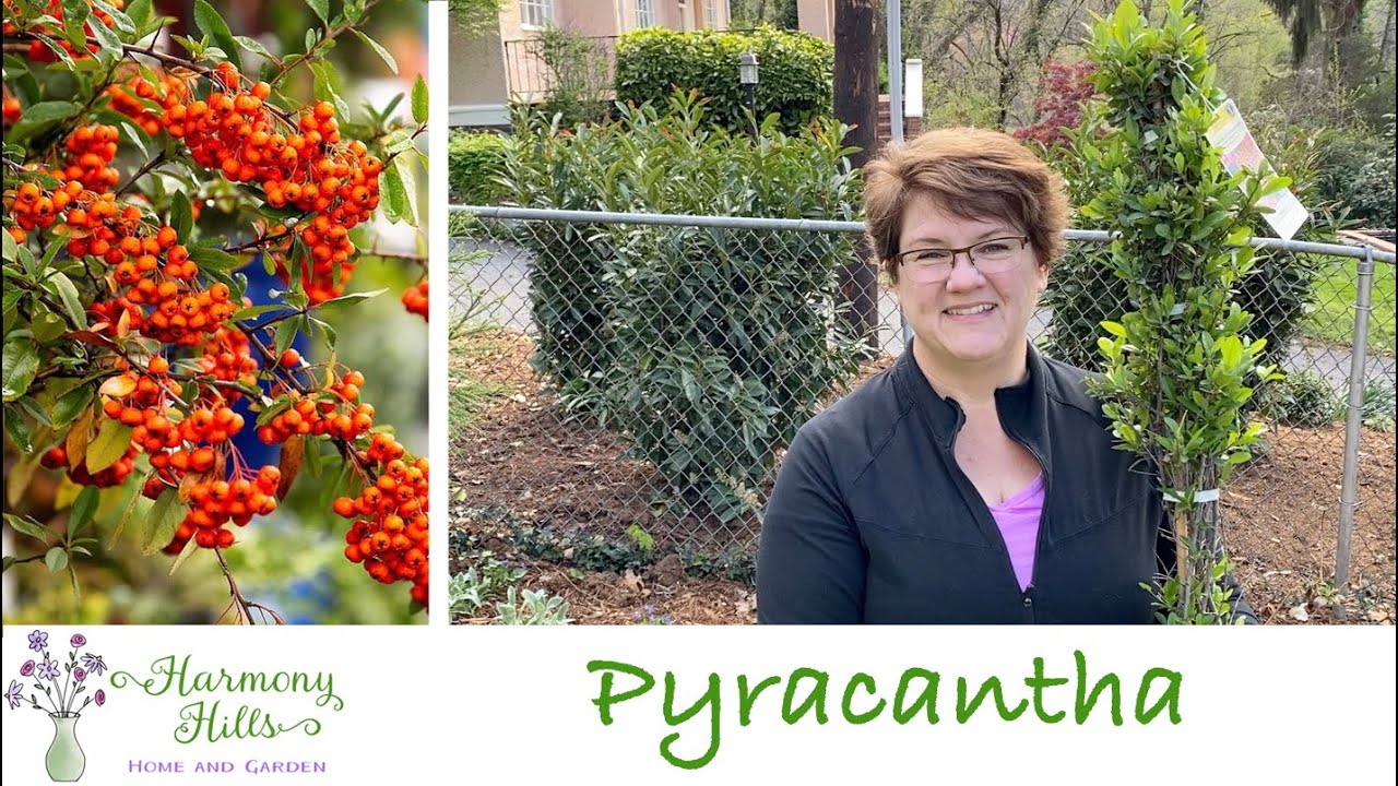 Дрессировка пираканты на сетчатом заборе - ❤️🌿👩🏻‍🌾