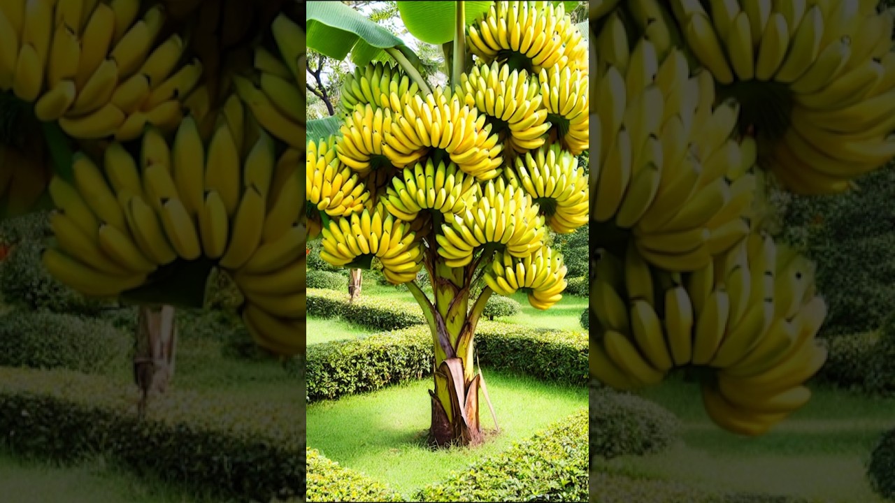 How to Grow a Healthy Banana Tree: A Step-by-Step Guide 🍌🍌🍌