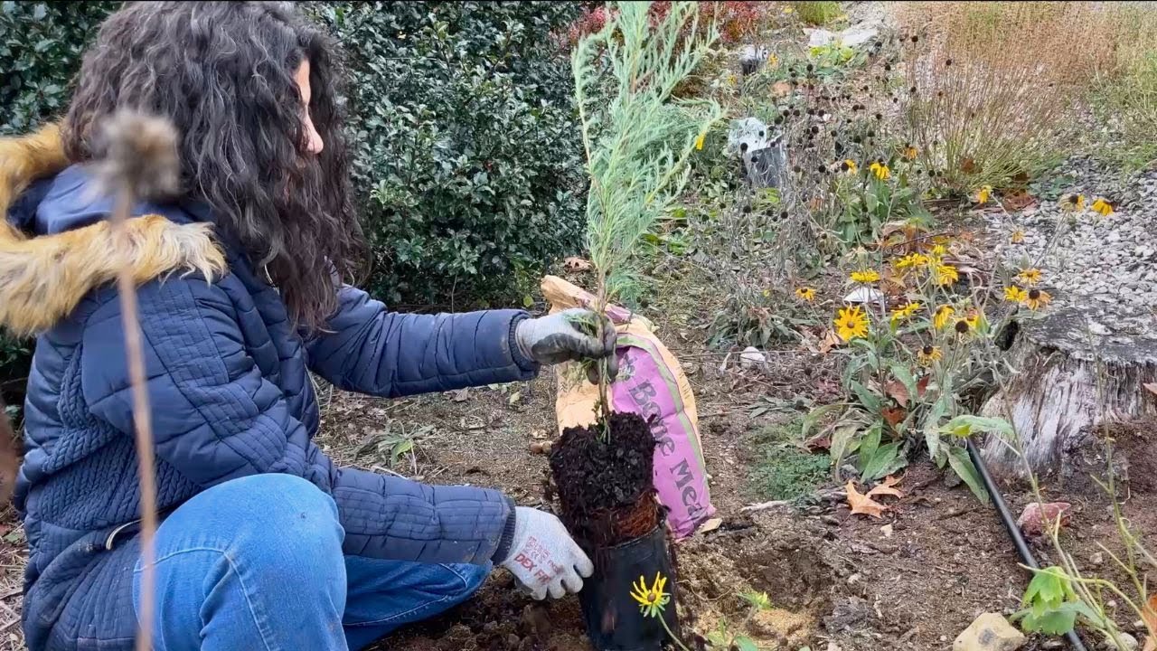 Посадка 15 вечнозелёных деревьев (защитная сетка) на нашей длинной границе