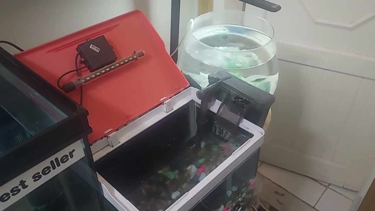BIG LOST  I LOST MY ALL ANGEL FISH             BE KIND