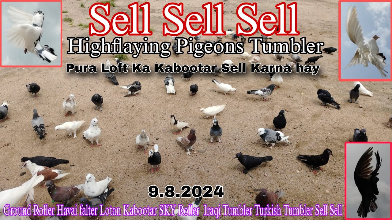 Highflying Roller Tumblr Pigeons || Lotan Kabootar Sell  || Sky Roller Iraqi Turkish Tumbler Selling