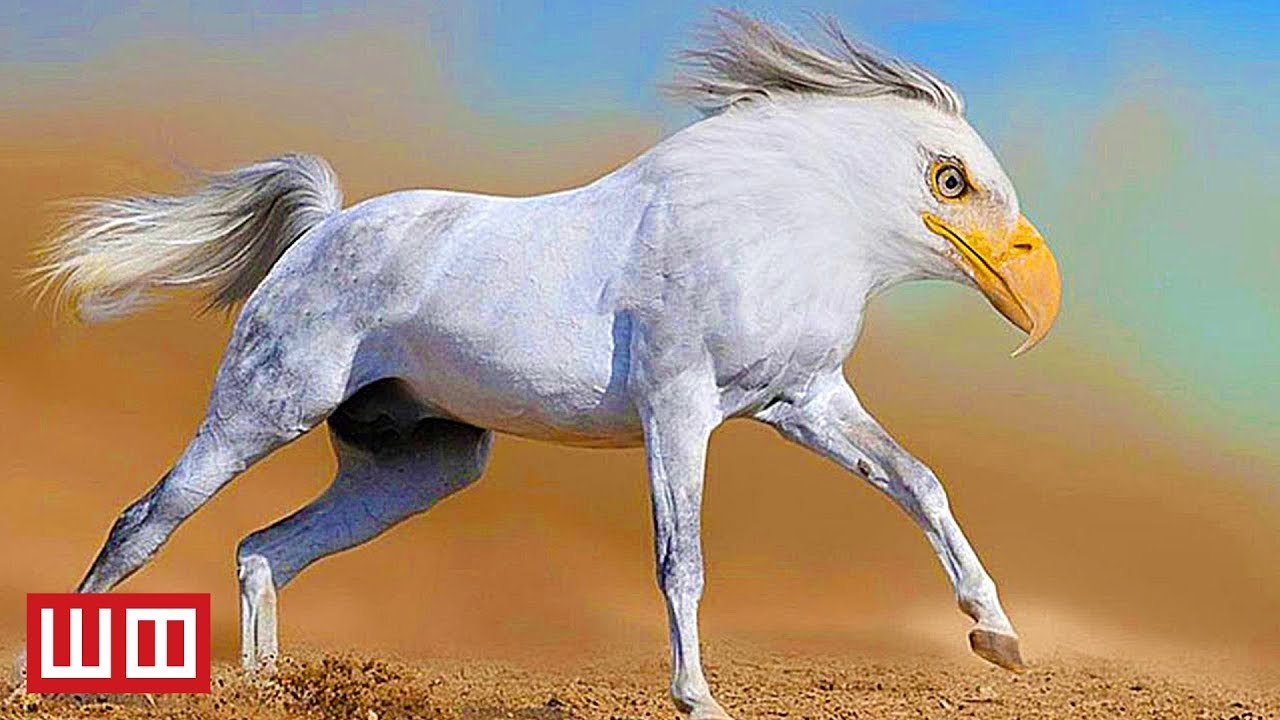 Funny Hybrid Animals Made in Photoshop