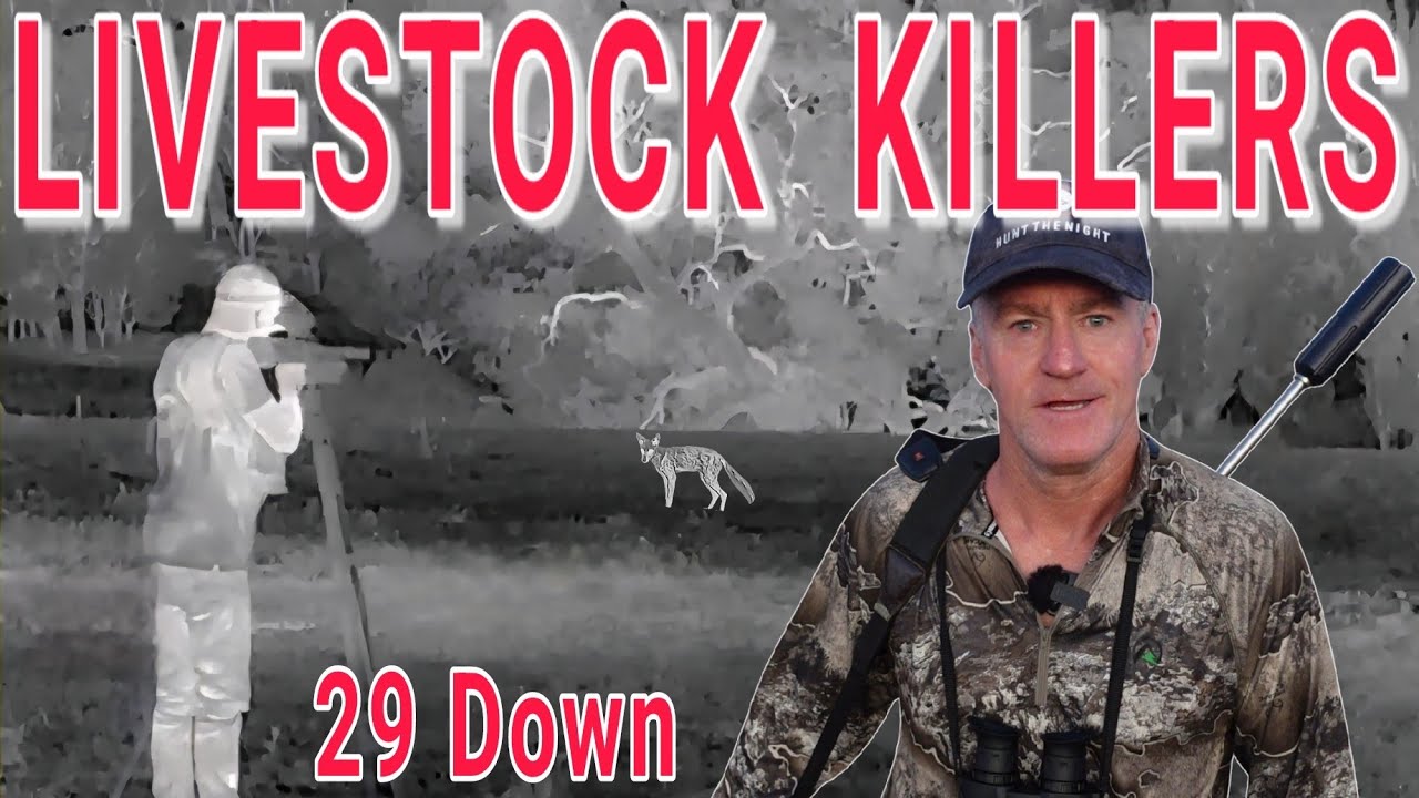 CHASING LIVESTOCK KILLERS IN SHEEP COUNTRY