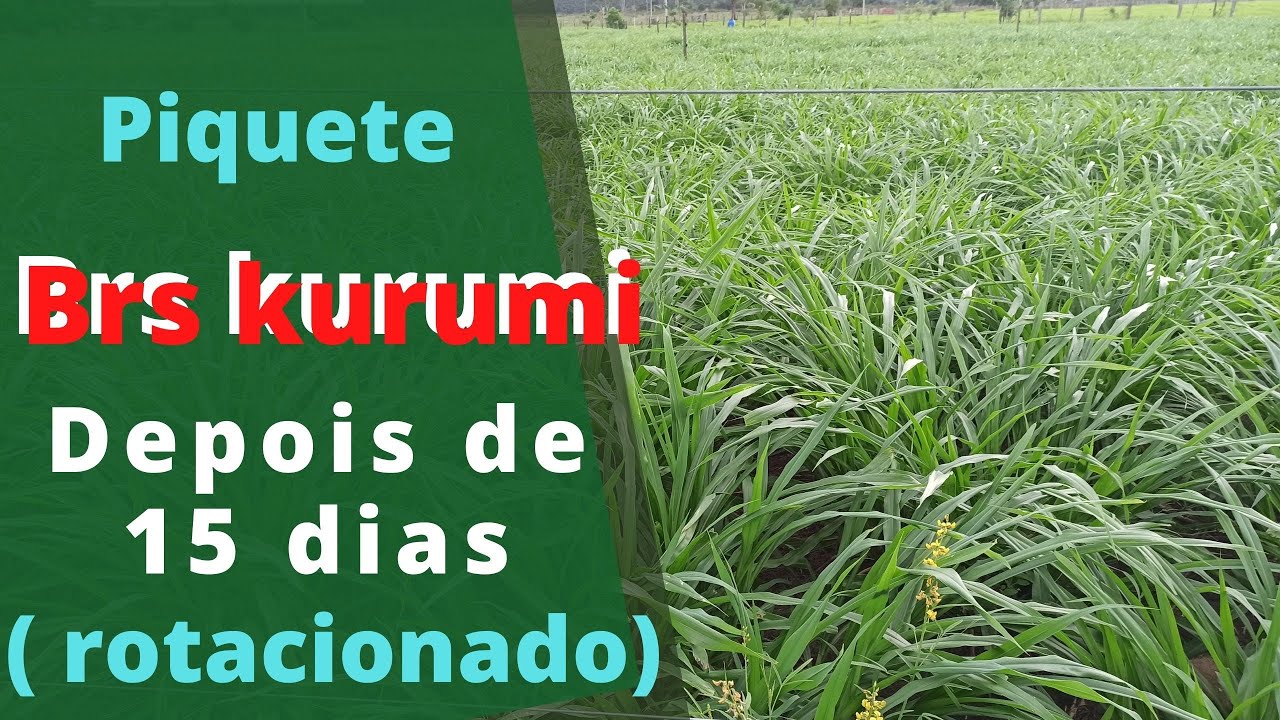 Piquete de Brs kurumi depois de 15 dias no rotacionado