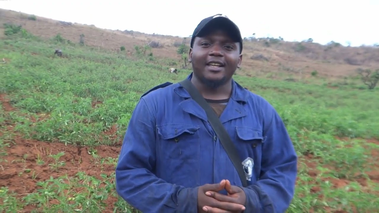 #Les problèmes rencontré par un producteurs de tomate en saison sèche au Cameroun part1