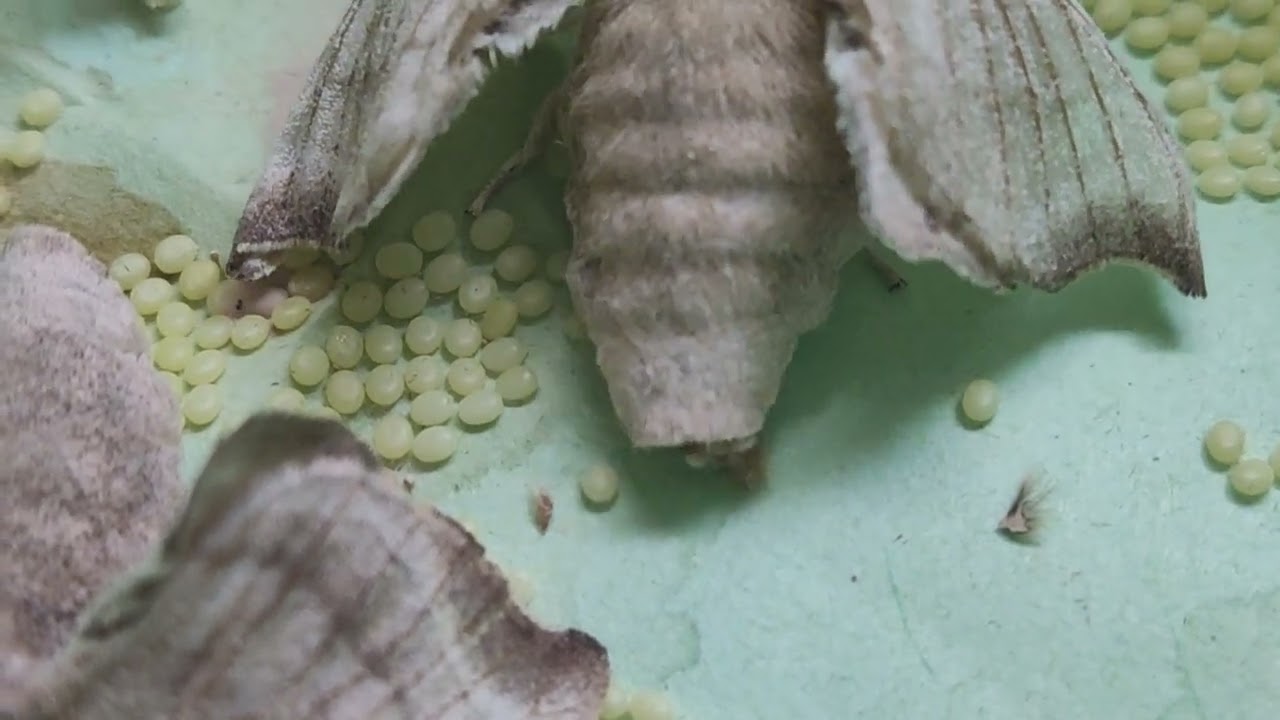 Silkworm moth laying eggs