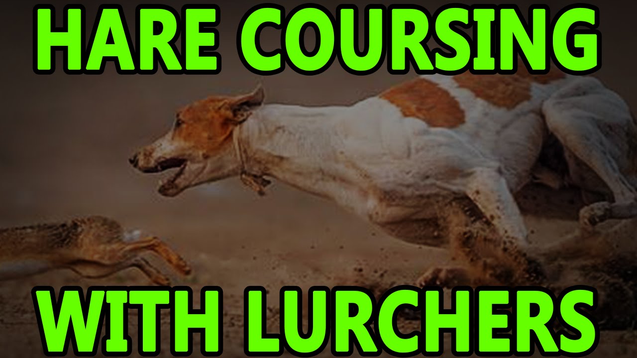 Hare Coursing With Lurchers | Working Lurchers