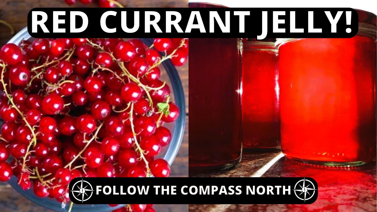 Making Fresh Red Currant Jelly (Step by Step)