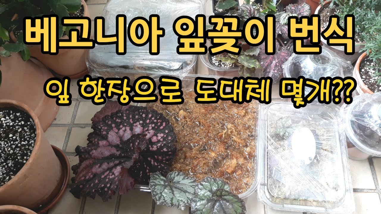 렉스, 근경성 베고니아 잎꽂이 번식방법/수태사용했어요