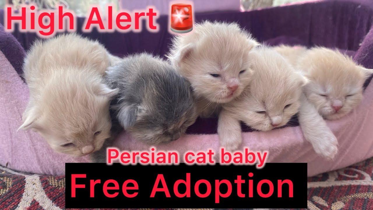 Persian Cat Baby Adoption FREE 🚨 | Cute Kitten Looking for Home | Location Lucknow | Patel Meows