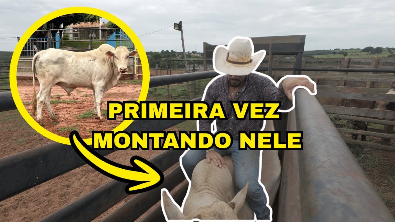 PRIMEIRA VEZ DESSE BOI EM UM BRETE DE RODEIO #vidarústica