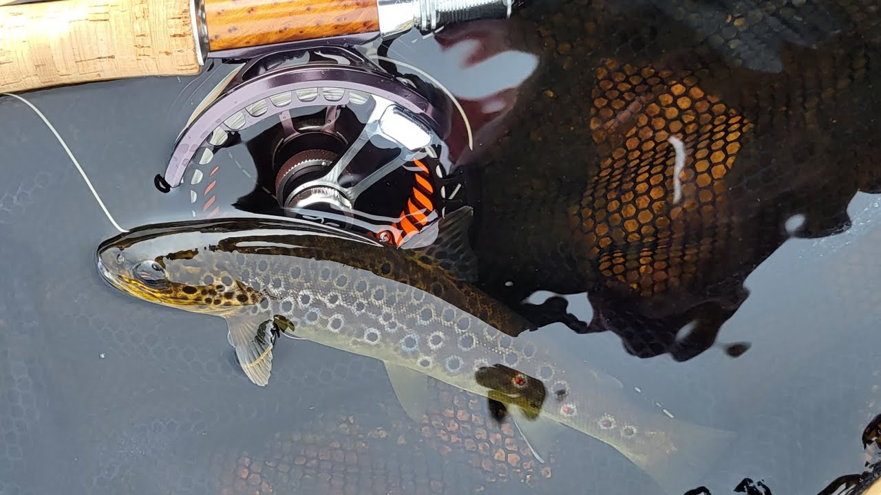 The perfect day Fly Fishing for Wild Brown Trout