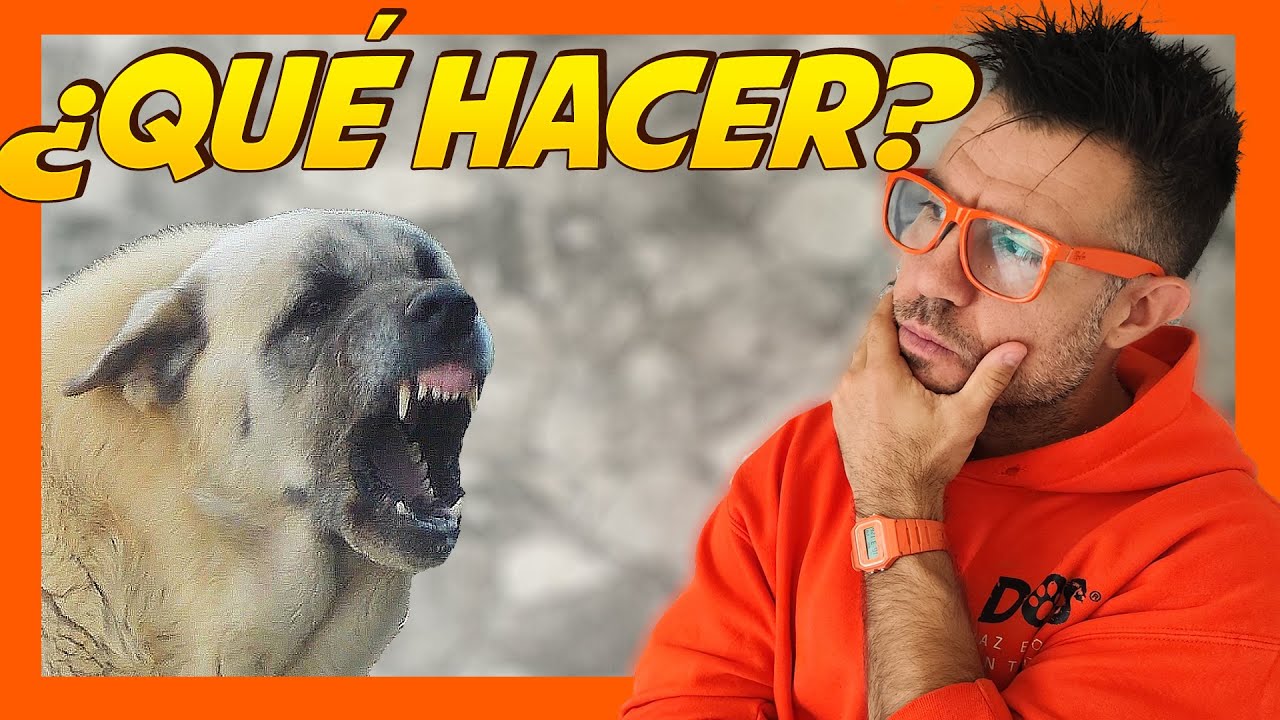 Cómo reaccionar ante perro mastín agresivo 🤔 | Educación Canina 🐶