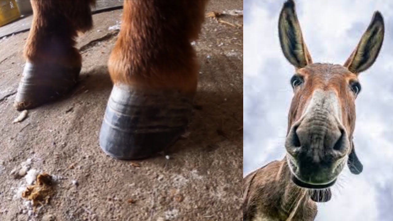 Did you know this?? (Trimming a mules hooves)