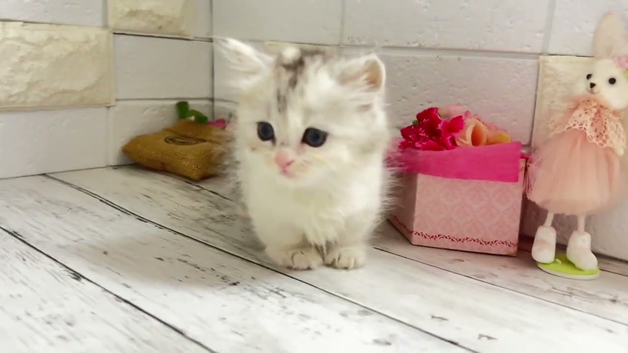 まいの×嵐から生まれたミヌエットの短足ちゃん♡④