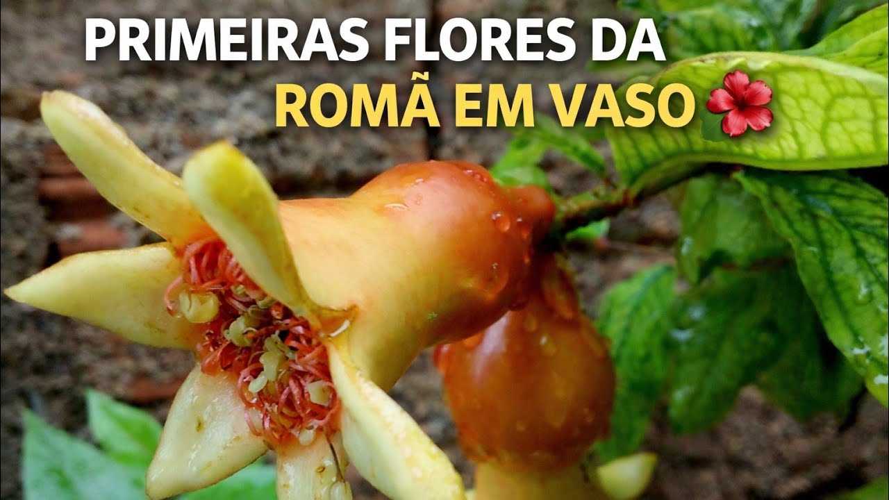 INCRÍVEL! MEU PÉ DE ROMÃ EM VASO COMEÇOU A FLORIR!! #romã #romanceira #frutíferasemvasos 
