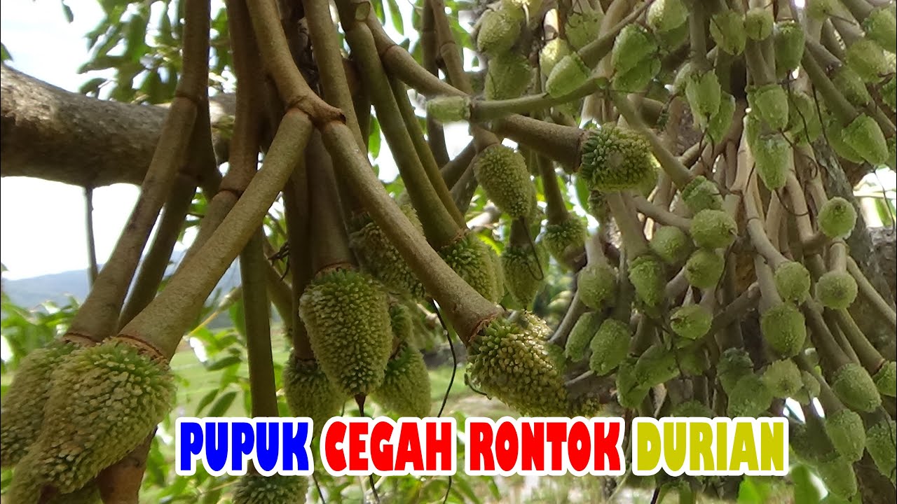 LANJUTAN Bahan PUPUK Pencegah RONTOK BUAH DURIAN Versi IRP. PART 4