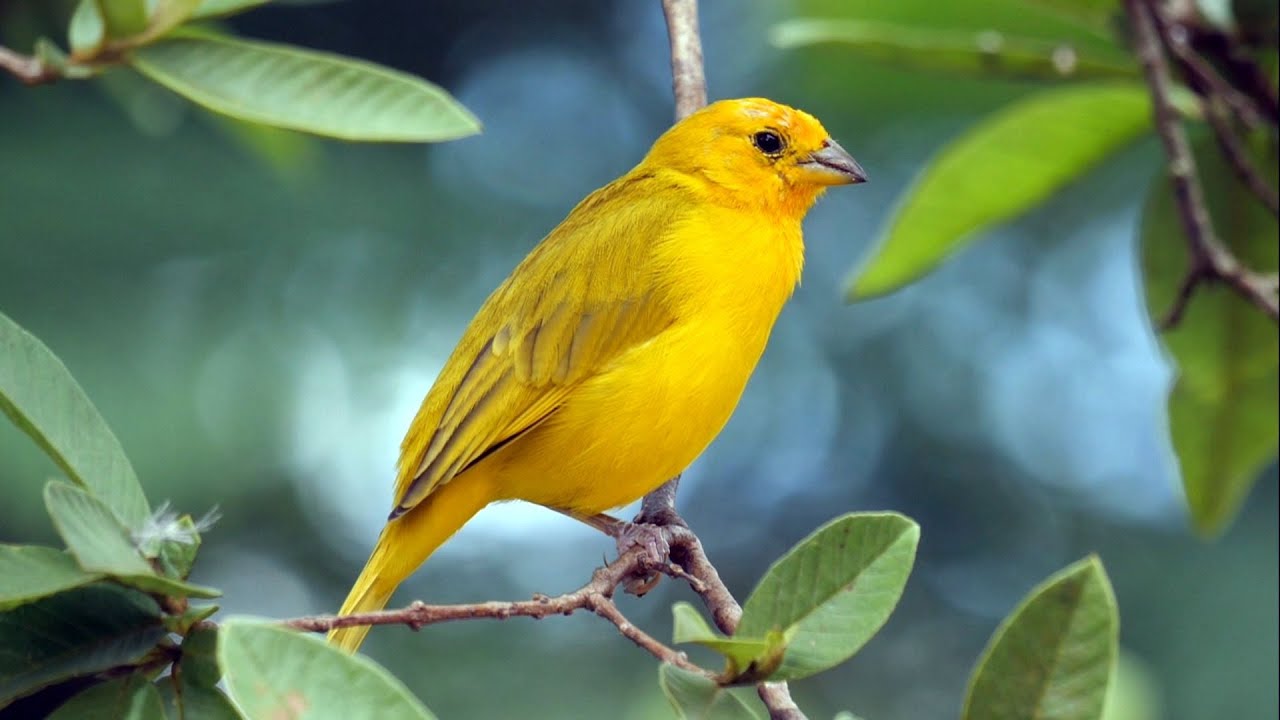 Saffron Finch in Colombia