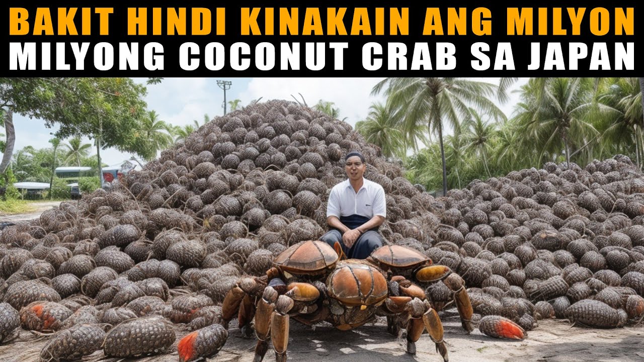 Bakit hindi kinakain ang milyon milyong Coconut Crab o Tatus sa Japan?