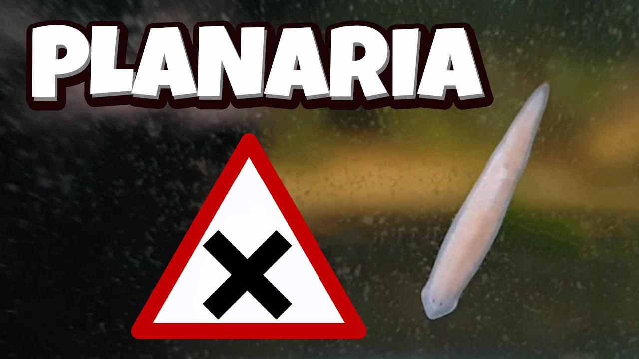 Планарии — как с ними бороться (самостоятельная ловушка)