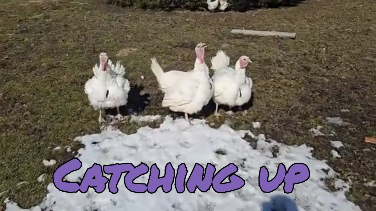 🏡 New Coop, New Turkeys, and a Busy Move! 🦃🐔