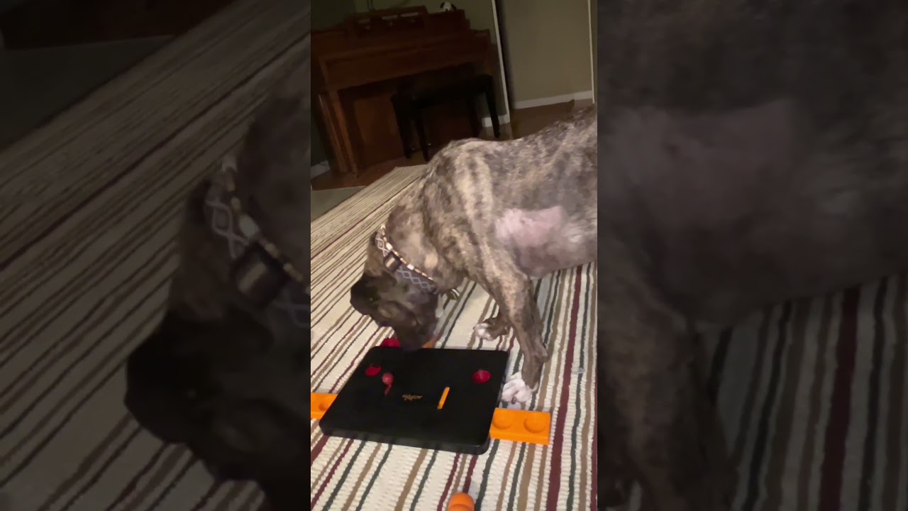 Watch Tucker the Dog Take On the Trixie Move2Win Challenge!