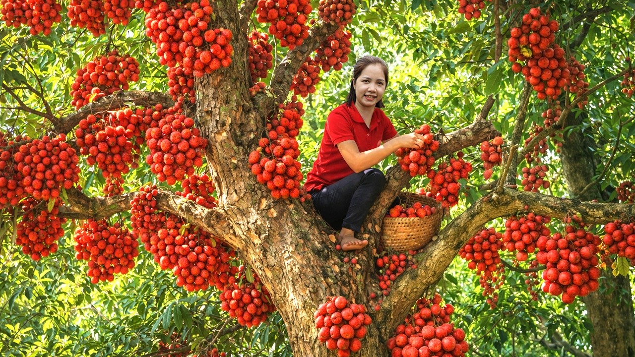 Harvesting 1000+ Gaint Red Rambai In Zagros Mountains GoTo Market Sell, How To Make Traditional