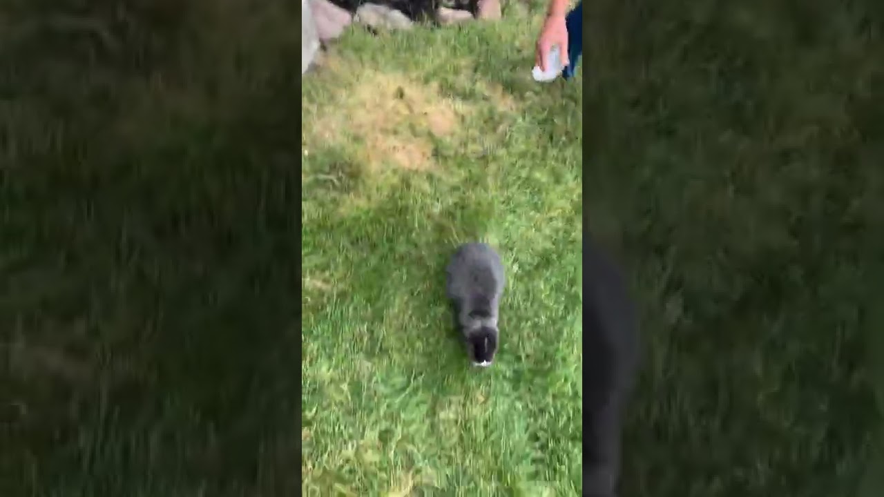 HOW TO CATCH A WILD RABBIT (No hands method) #shorts #rabbit