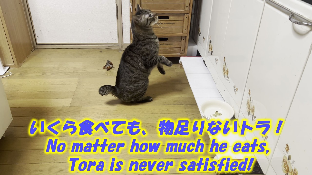 いくら食べても、物足りないトラ！No matter how much he eats, Tora is never satisfied!