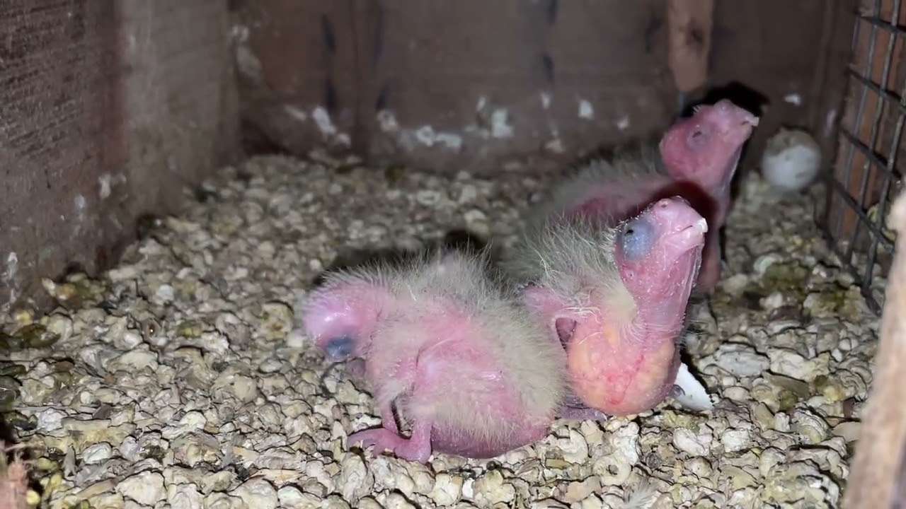 Cute cockatiel babies breeding progression, 12 April 2025