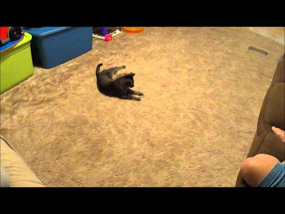 Bungee, cat with bottle cap ring thingy