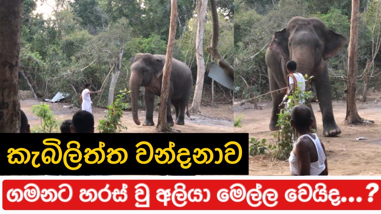 Kabiliththa| Elephant Attacked කැබිලිත්ත වන්දනාව.| ඉතා දුෂ්කර ගමනට හරස් වු අලියා මෙල්ල වෙයිද..?