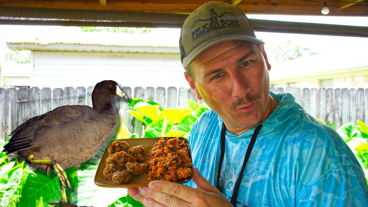 How to COOK COOT and make it taste GOOD