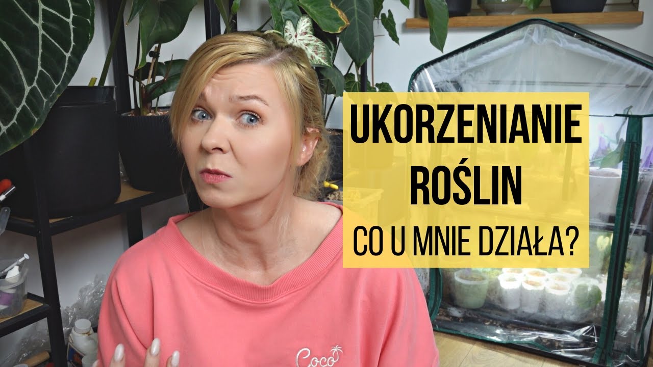 Ukorzenianie roślin: woda, aeroponika, mech, podłoża hydroponiczne. Co mi się sprawdza najlepiej?